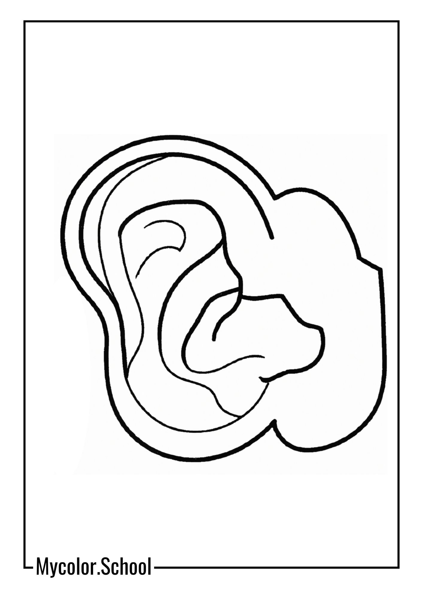Ear Coloring Pages high sense of hearing