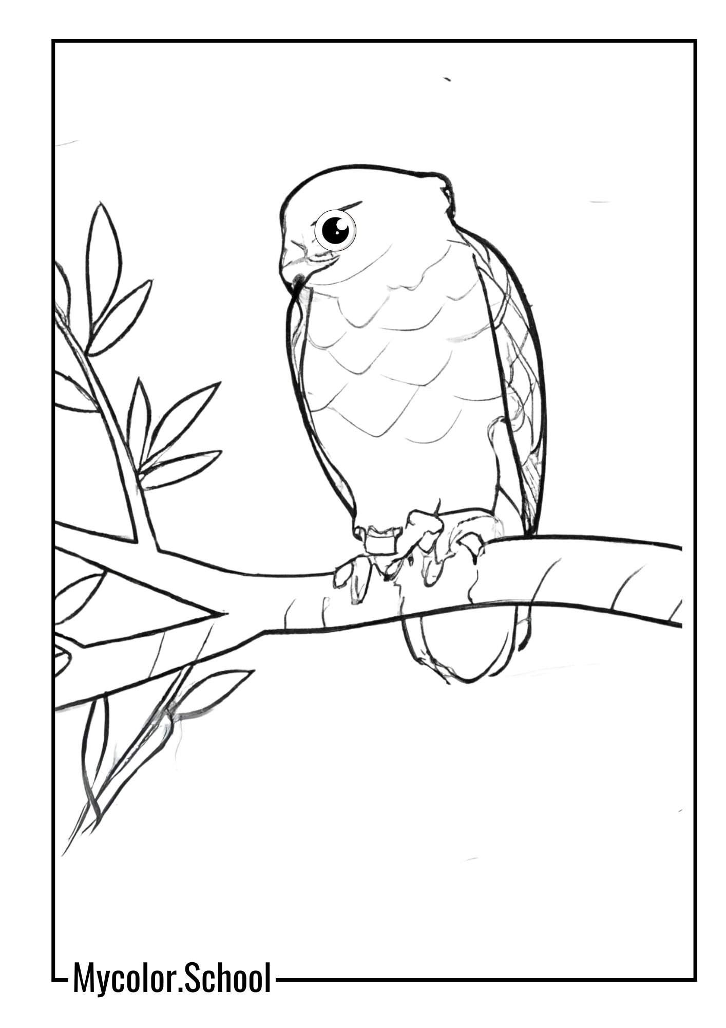 Hawk Coloring Pages hawk perched on a tree branch