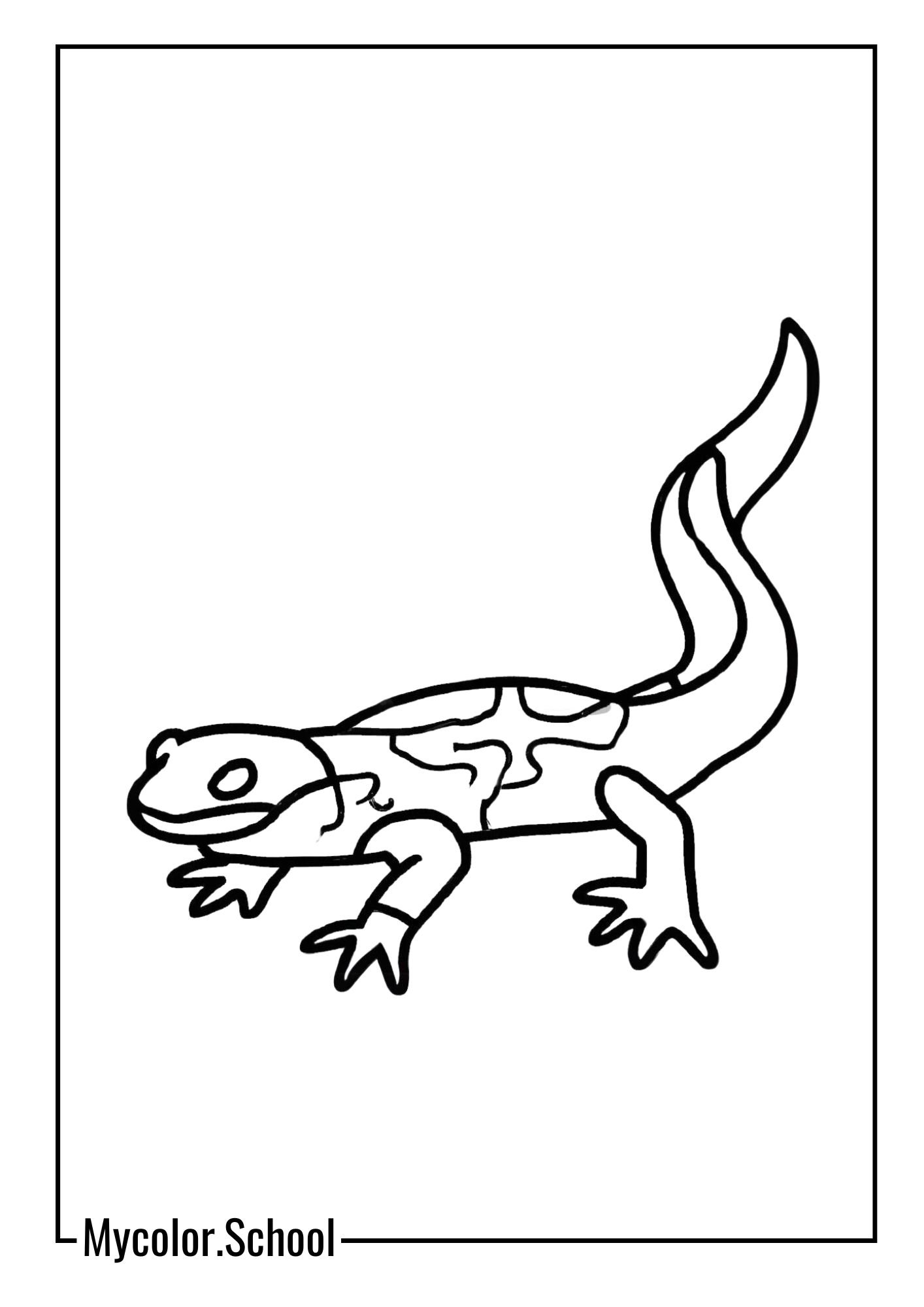 Salamander Coloring Pages Fire Salamander