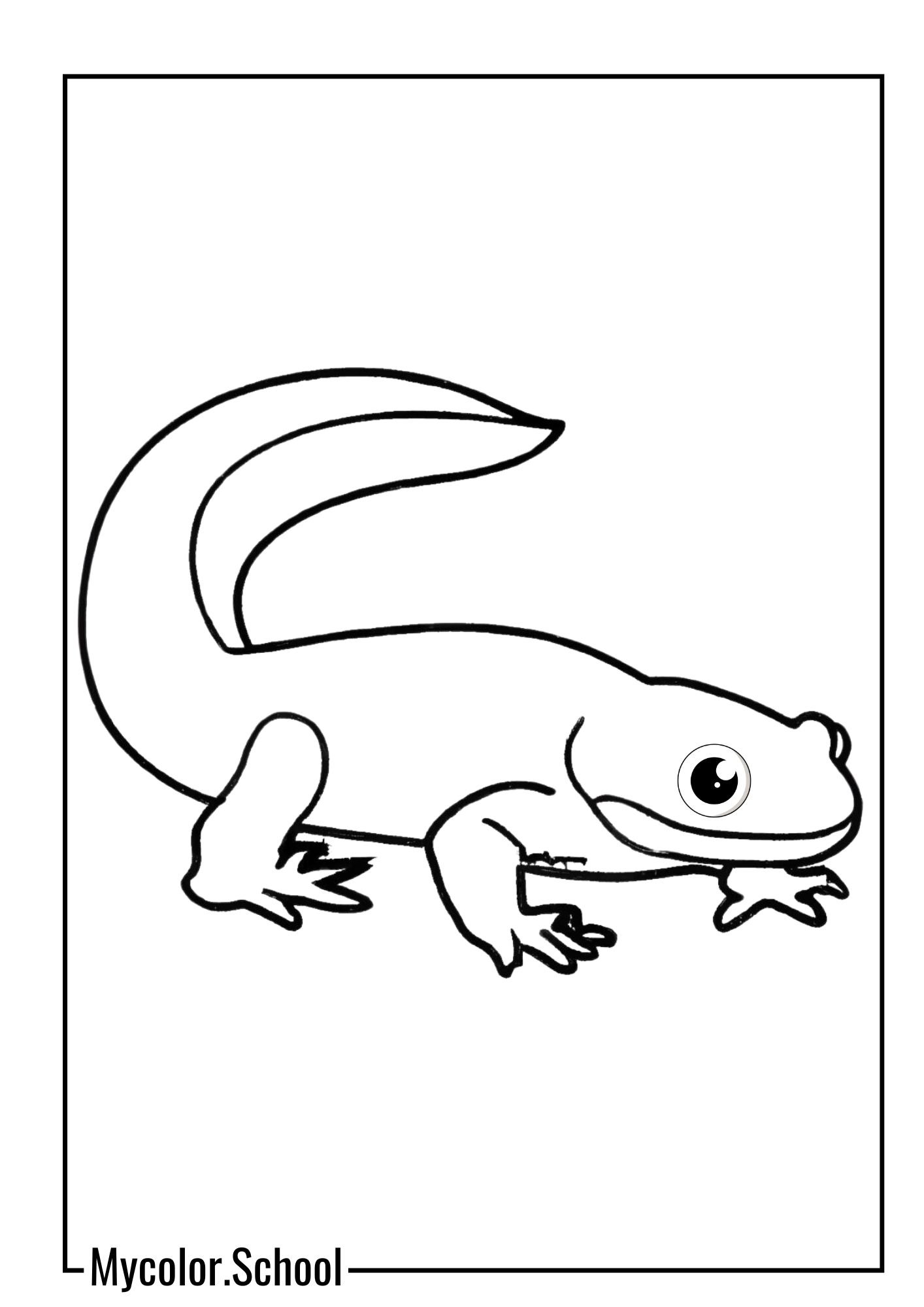 Salamander Coloring Pages Red Salamander