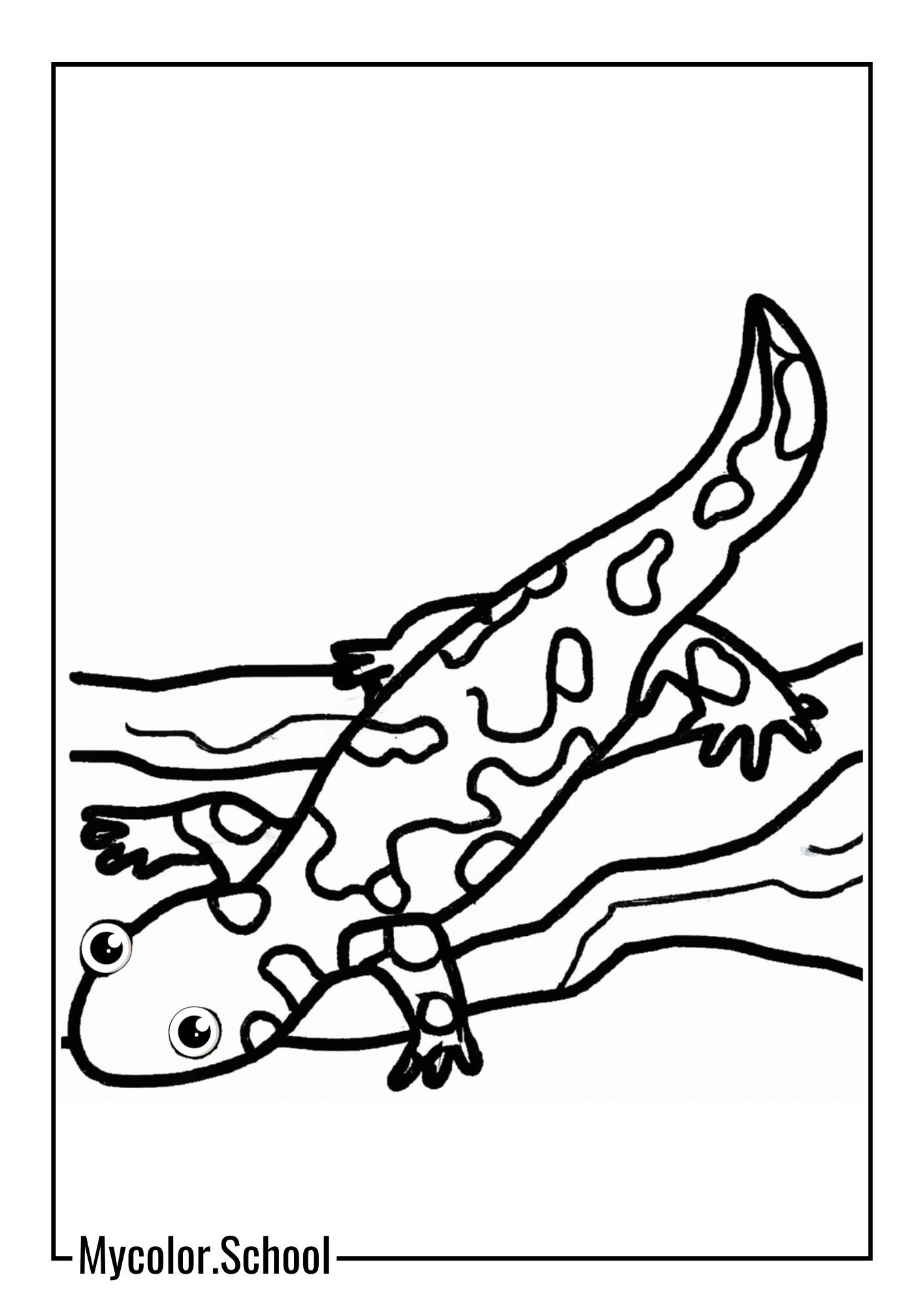 Salamander Coloring Pages Spotted Salamander